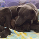 Illustration for article titled Dog Escapes From Harness At Airport, Gives Birth To 9 Adorable Puppies